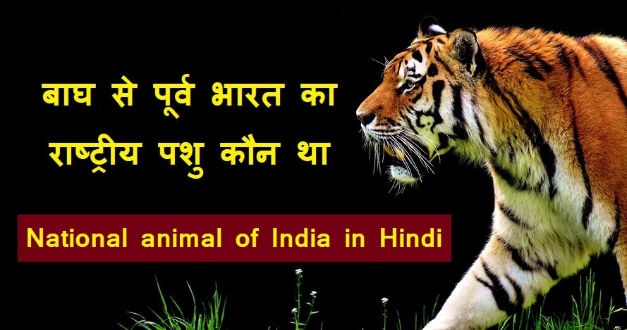 भारत का राष्ट्रीय पशु - National animal of India in Hindi